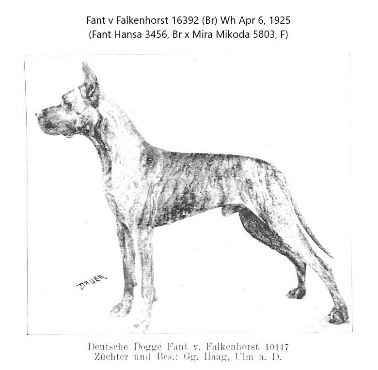 Fant v falkenhorst
